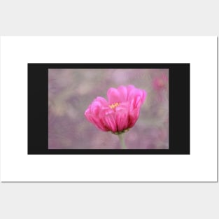 Pink Zinnia Posters and Art